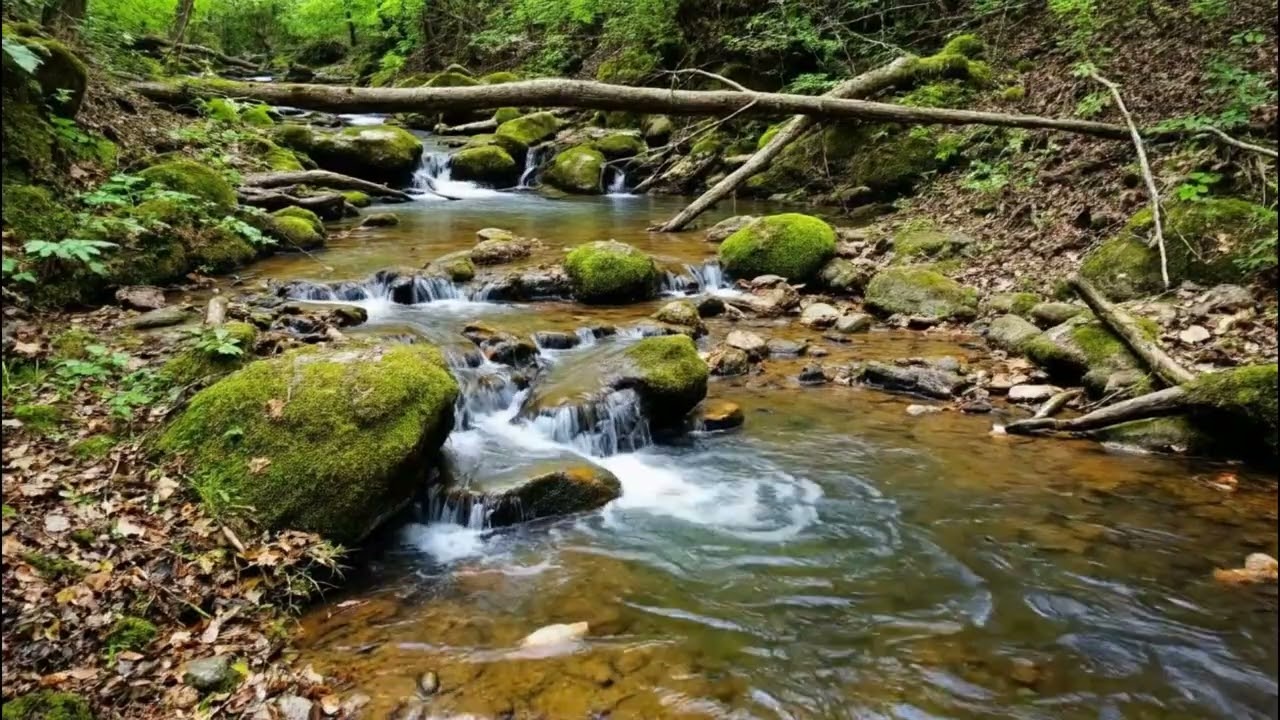 Peaceful Forest Stream Flowing Beneath Fallen Trees | Sleep Sounds
