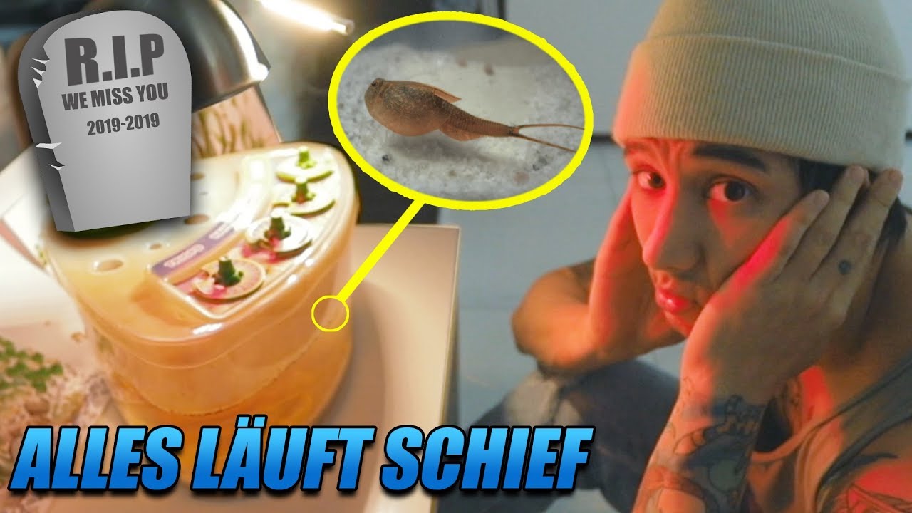 Meine URZEIT-KREBSE: Die traurige Wendung