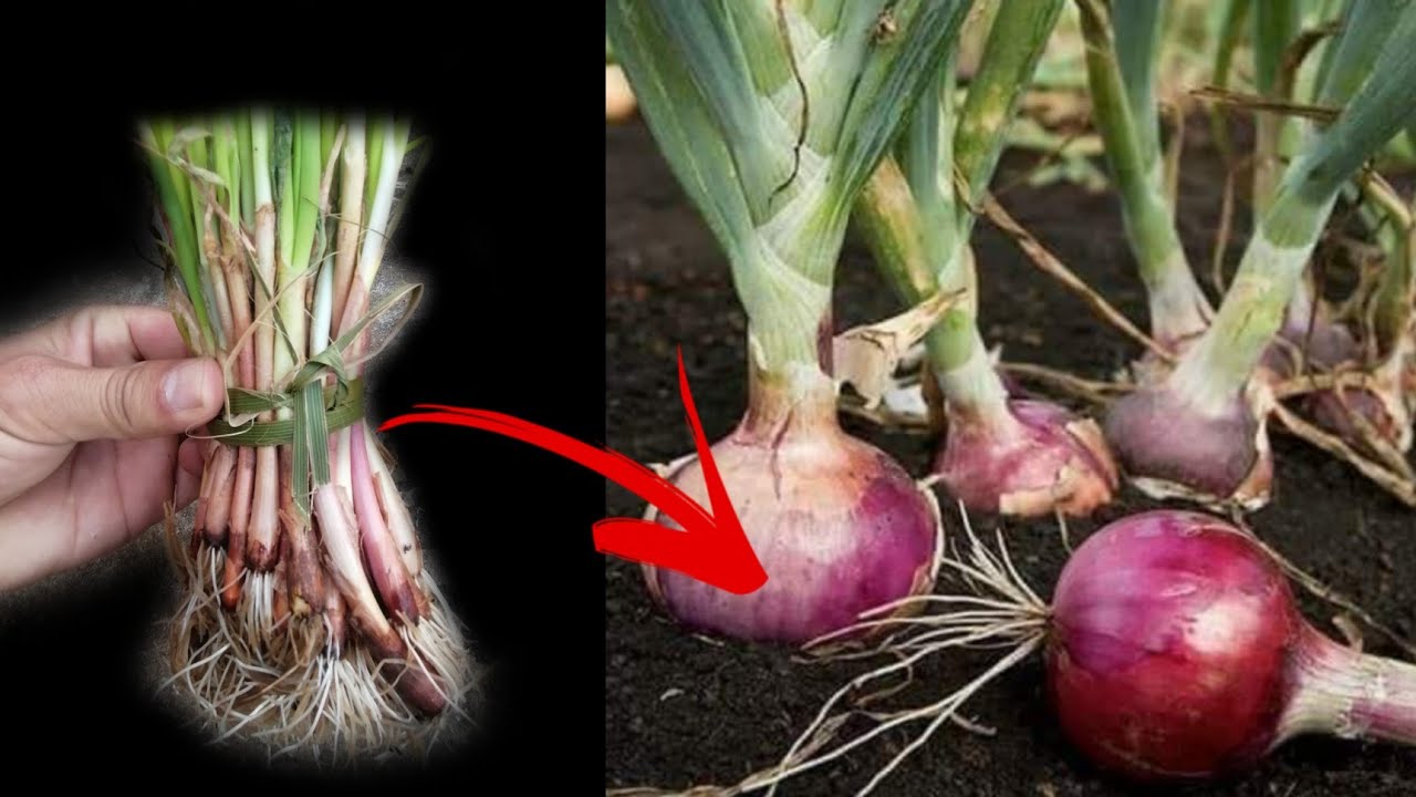 زراعة البصل في حديقة المنزل Growing onions in the home garden
