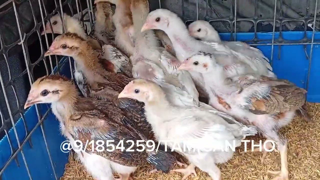 CHIEM KÊ,tuong lai,,aeoi,,