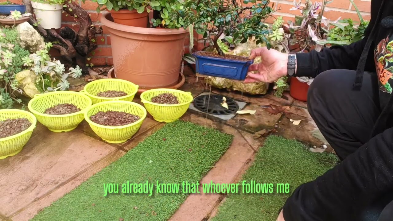 Cómo TRASPLANTAR un BONSAI DE FORMA CORRECTA 😉How to transplant a bonsai correctly