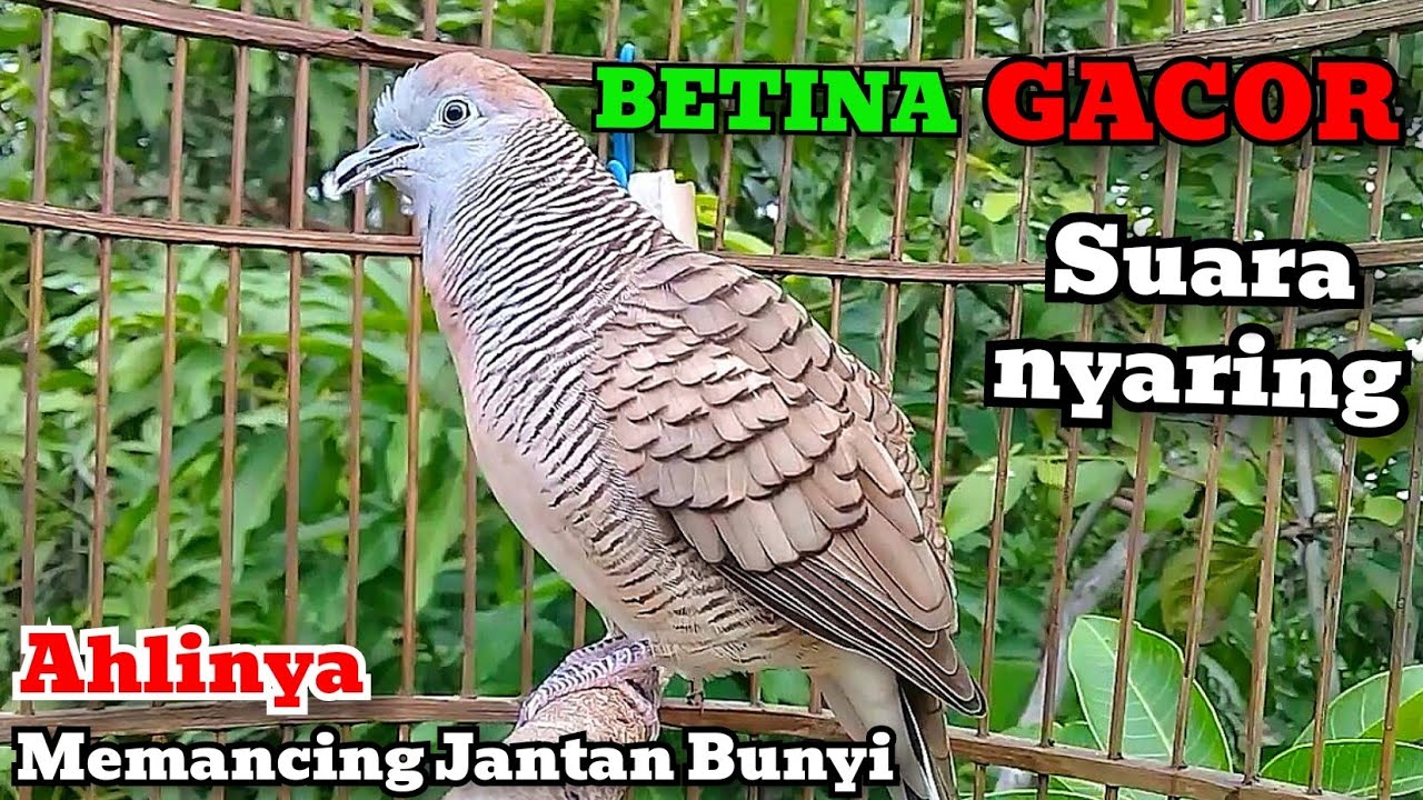 Perkutut Betina Memanggil Jantan - Suara Nyaring || The female turtle dove calls the male