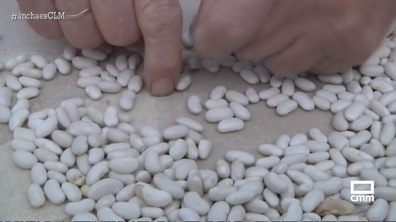 Todo el proceso de cultivo de la judía pinesa desde Malagón | Ancha es Castilla-La Mancha