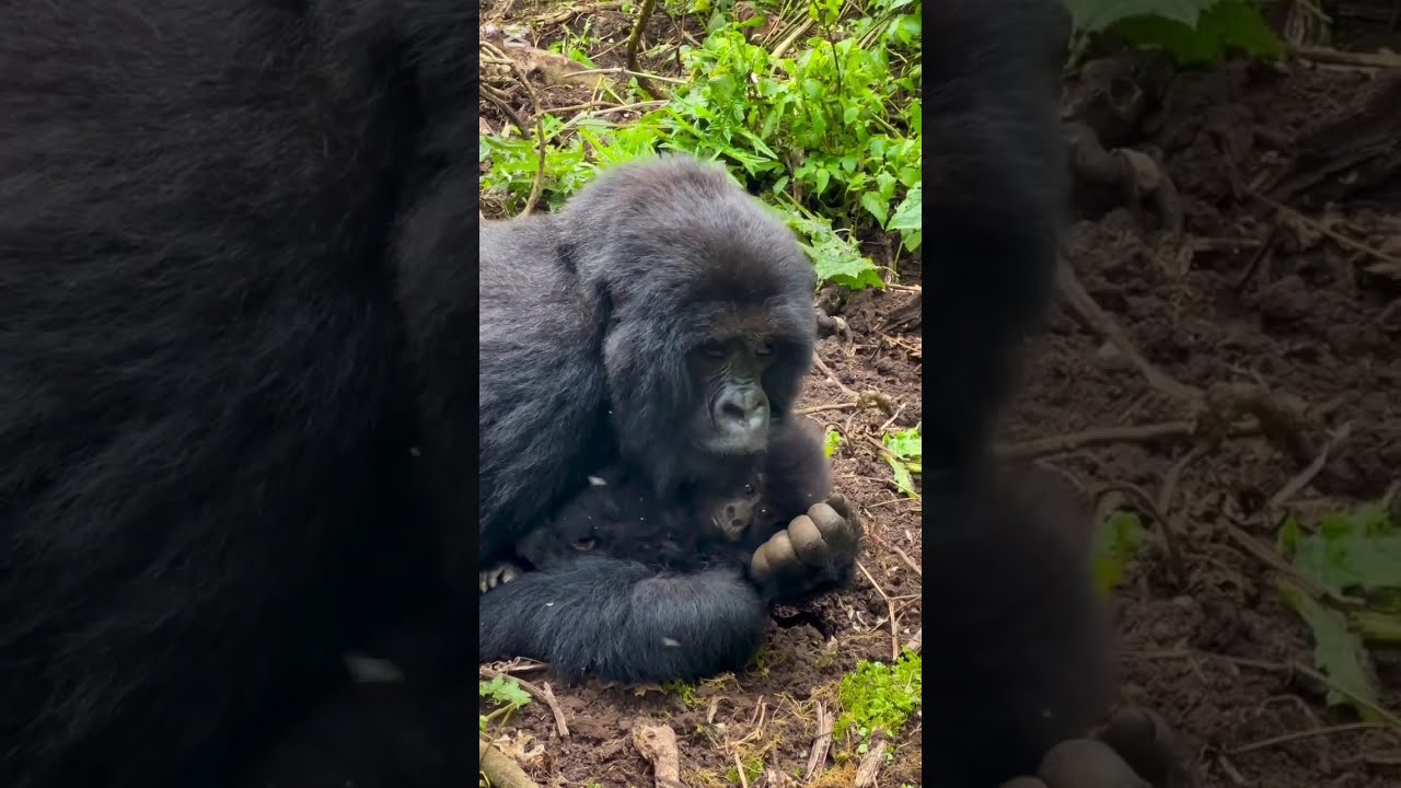 Mountain Gorillas in their natural habitat in Uganda 