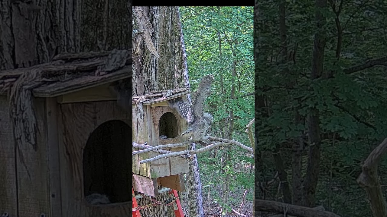 Ash jumps out of the box | Barred Owl Cam | 5/23/23