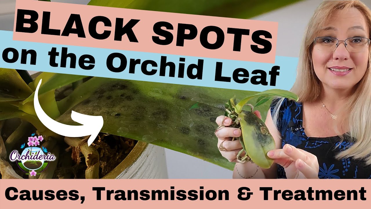 Black Spots on My Orchid Leaf: Should I be Worried?