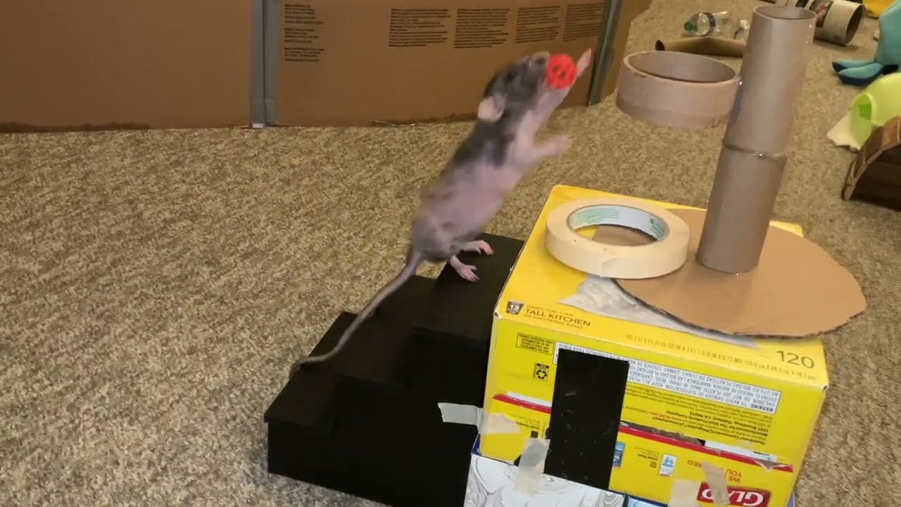 My sweet pet rat Donut climbing stairs & playing basketball!