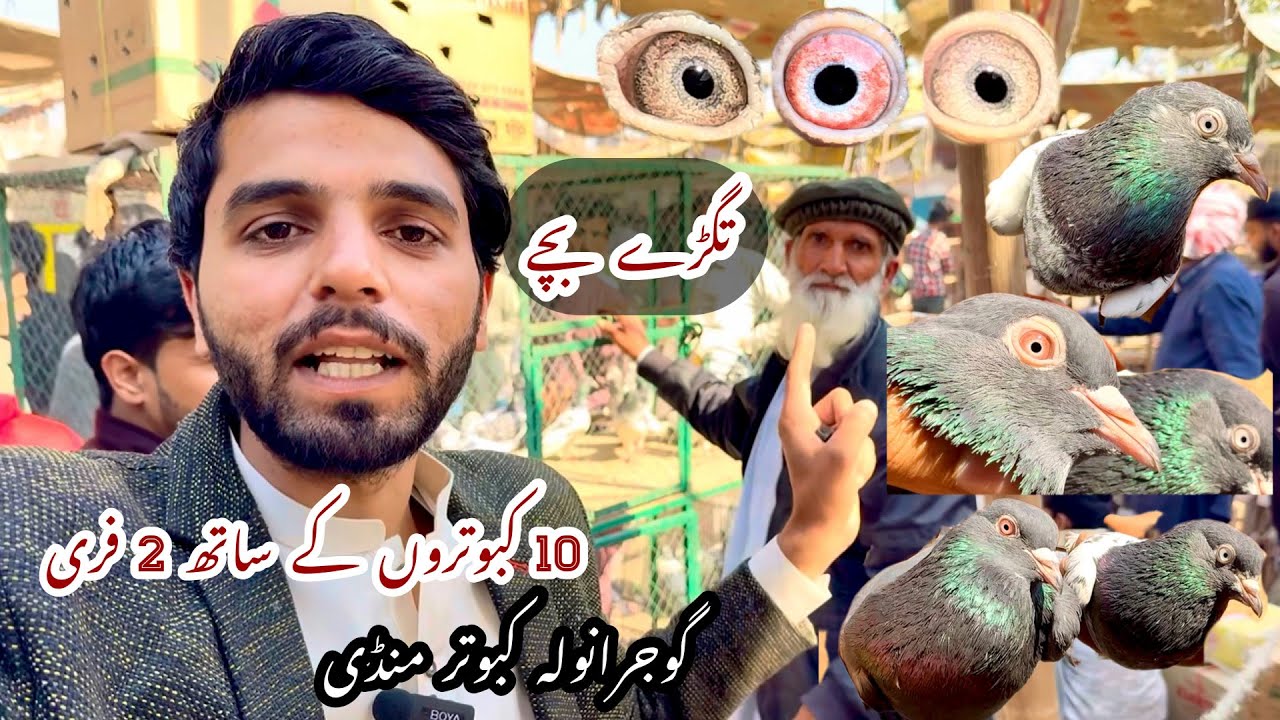 Gujranwala kabootar mandi گوجرانولہ کبوتر منڈی