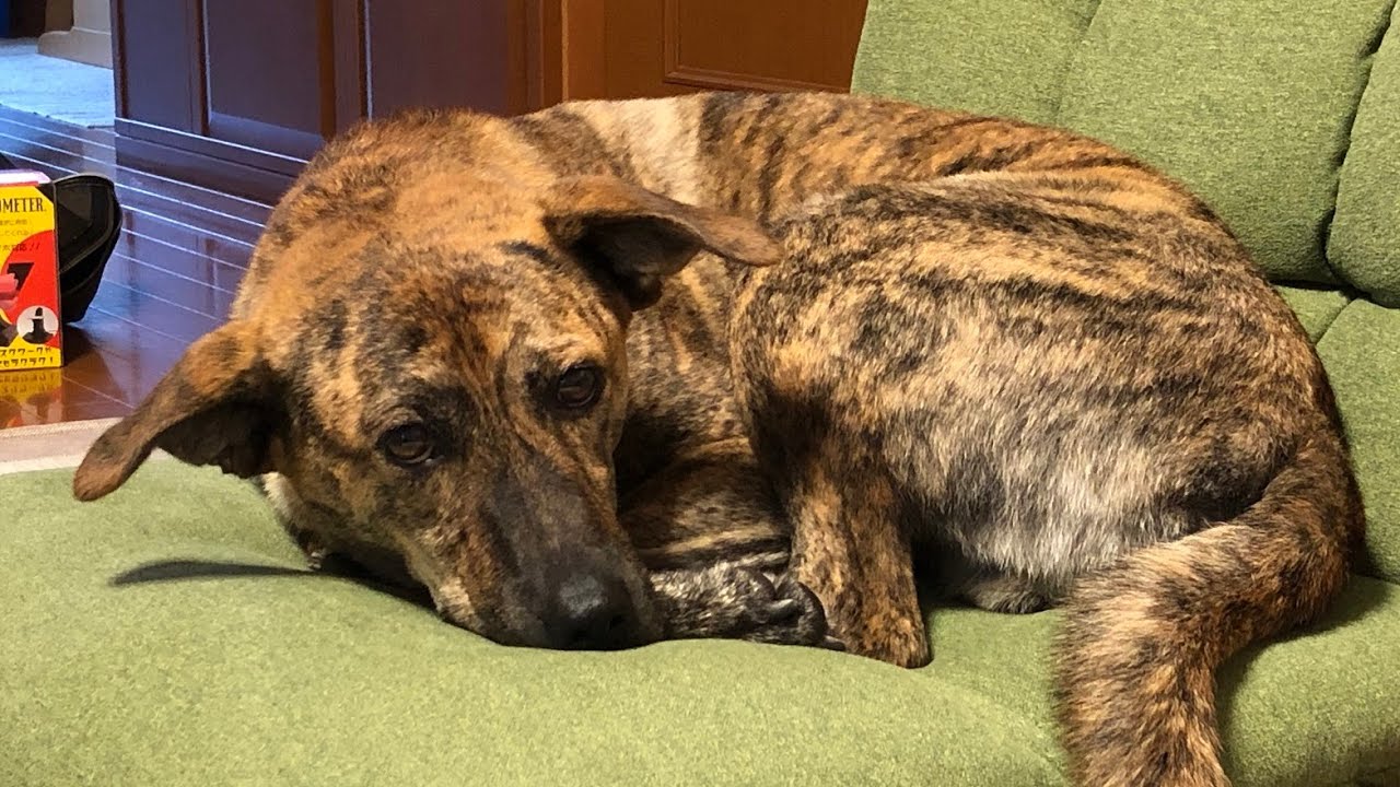 元猟犬のプロットハウンドが家庭犬になるまで