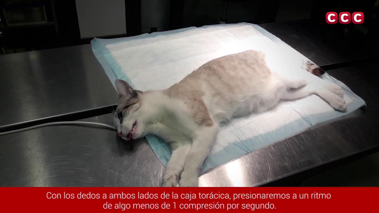 Maniobra RCP - Curso de Auxiliar de Clínica Veterinaria