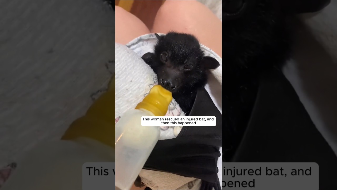 This woman rescued an injured bat, and then this happened #animalshorts #shortvideo
