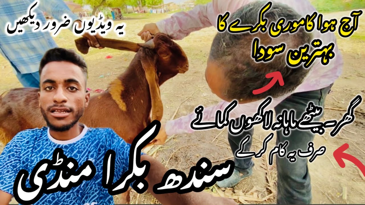 Tando Allahyar Bakra Mandi Latest Update 1 August 2025 || Part 2 