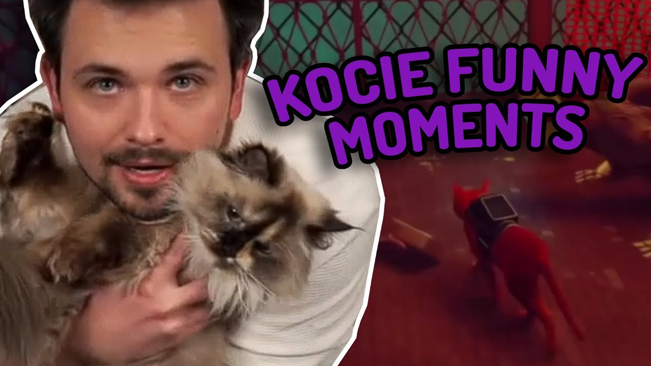 KOCIE PRZYGODY - FUNNY MOMENTS by TIVOLT! (STRAY)
