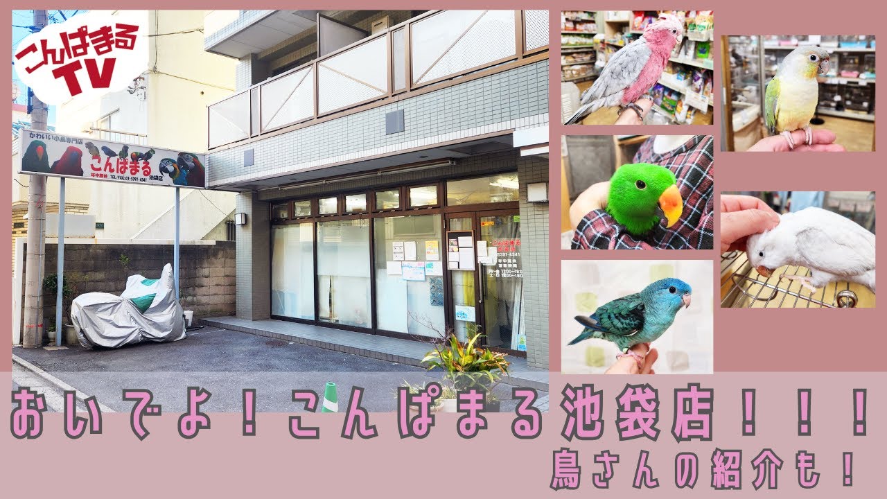 【こんぱまるTV】池袋店　#22  おいでよ！こんぱまる池袋店！！！