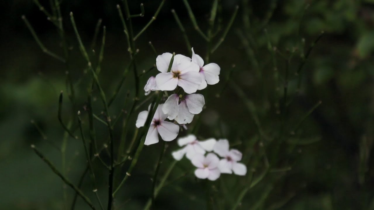 【Fresh and fearless】Landscape film