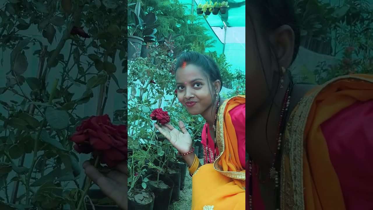 Atal bridge and flowers show ये व्लॉग नए साल का है पूरा देखें Like Comment Share 