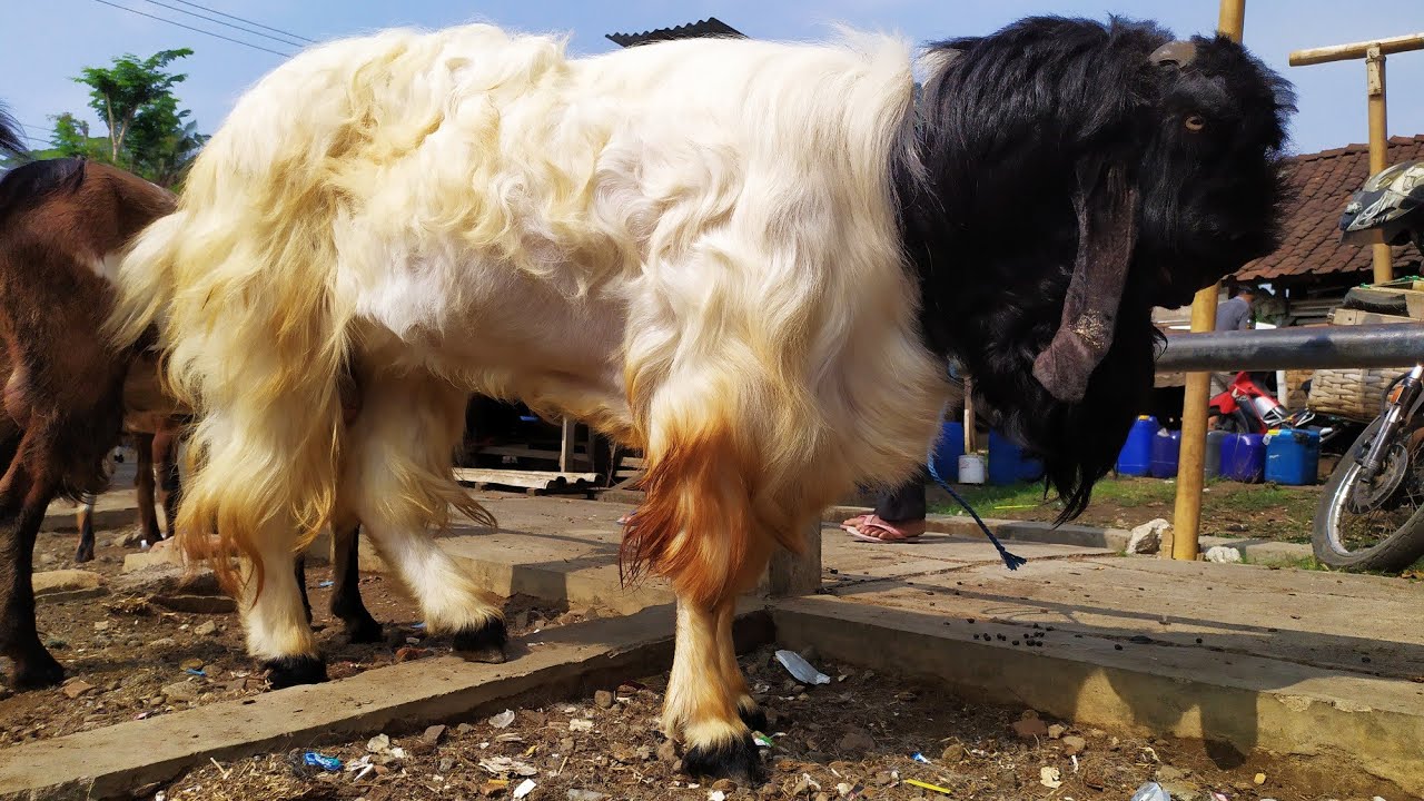 KAMBING MONSTER TERBESAR DI INDONESIA 🔥🔥