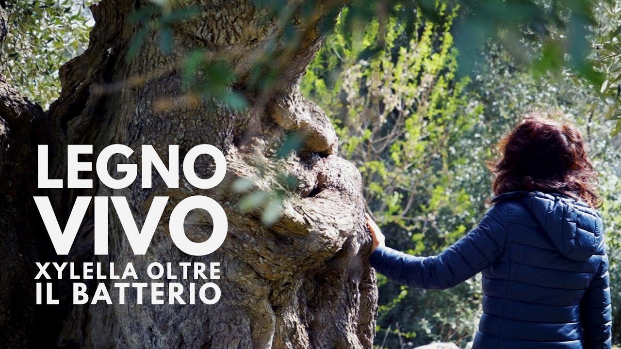 LEGNO VIVO. XYLELLA, OLTRE IL BATTERIO. Documentario