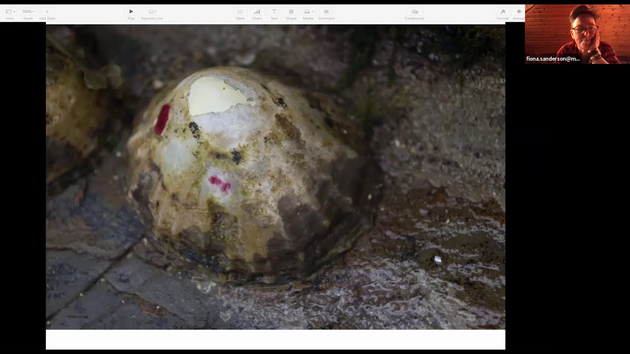 Limpets