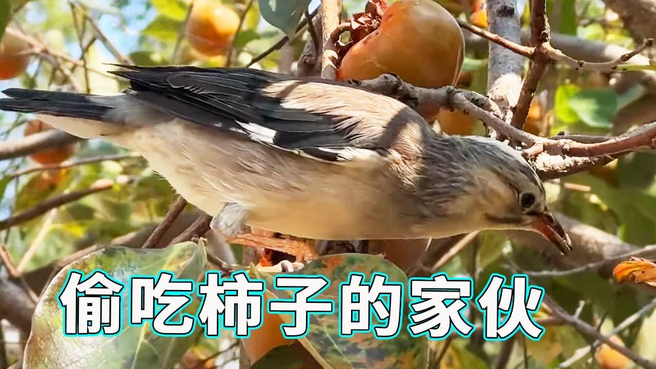 柿子成熟的季节，本想出来一看有没有八哥偷吃，竟意外发现了这个家伙！【天下一场梦】