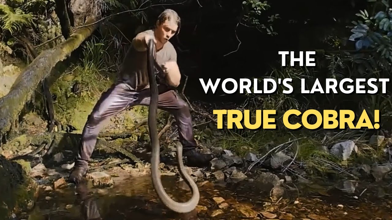 The World's Largest True Cobra: The Forest Cobra Tries to Escape to Lay Eggs!