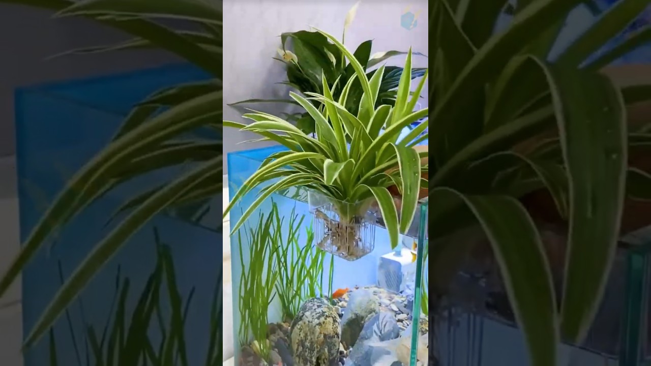 C&acirc;y trồng thủy canh cho bể c&aacute; | C&acirc;y Lan &yacute; v&agrave; C&acirc;y Lan Chi | Cải tạo chất lượng  nước #aquarium