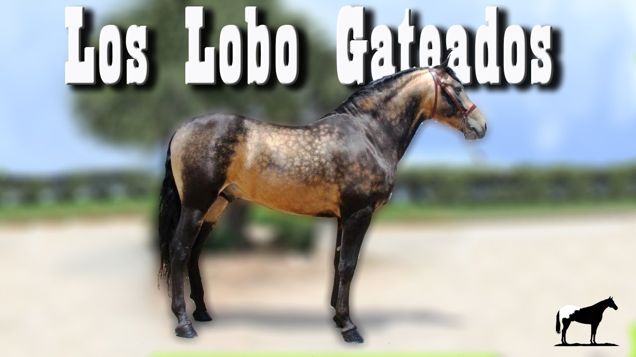 El Pelaje Mas Mexicano De Caballos (Lobo Gateado) ¿Cómo Se Consiguen Y Cuales Son? 🐴-Del Cerro Soy