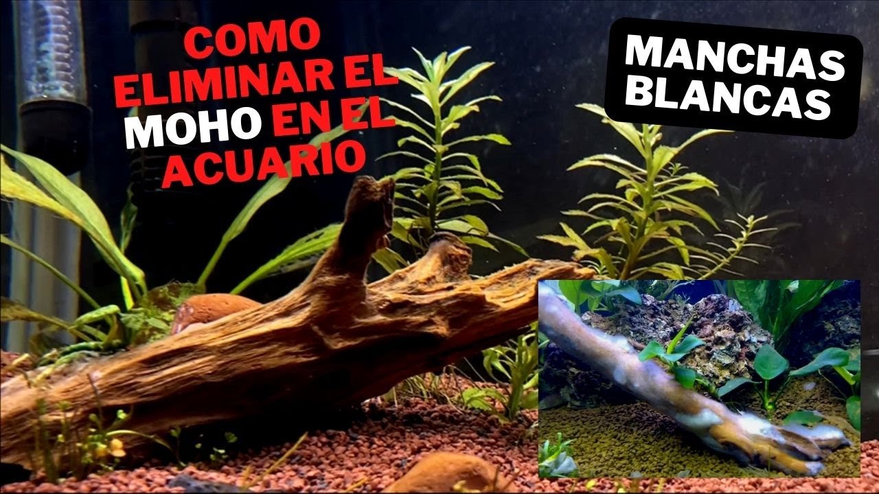 Como eliminar el moho, hongo o manchas blancas del acuario - (Porque aparece y como eliminarla)