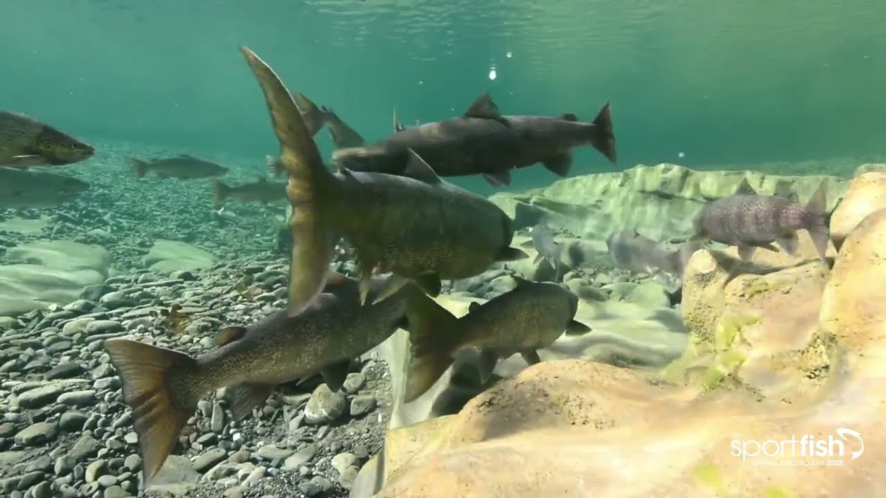 Atlantic Salmon Trust - Wild Salmon Connections, The Missing Salmon Alliance