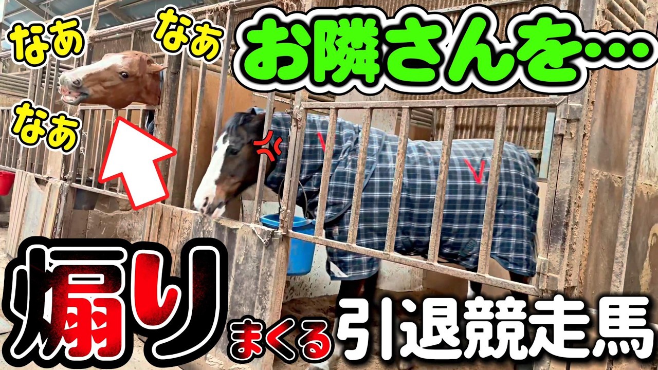 馬房から顔を出して…隣の馬を変顔で煽り散らかす引退競走馬がこちらです。【ツルマルボーイ様のシモベ】