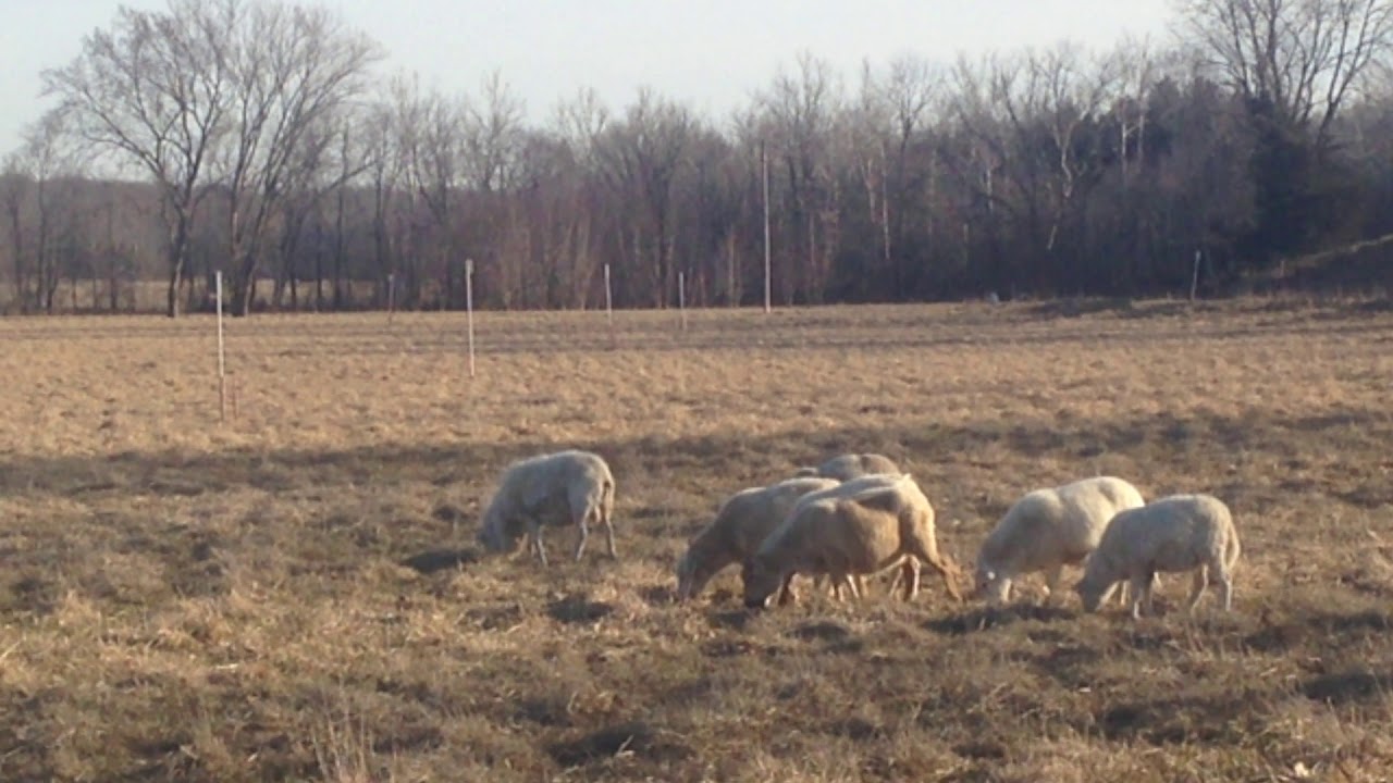 episode #54. Greg Judy discusses making a good profit with sheep