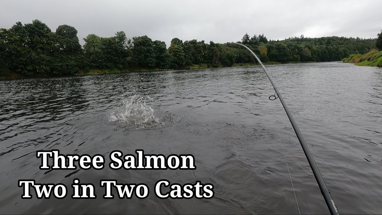 Three salmon from the River Tay.