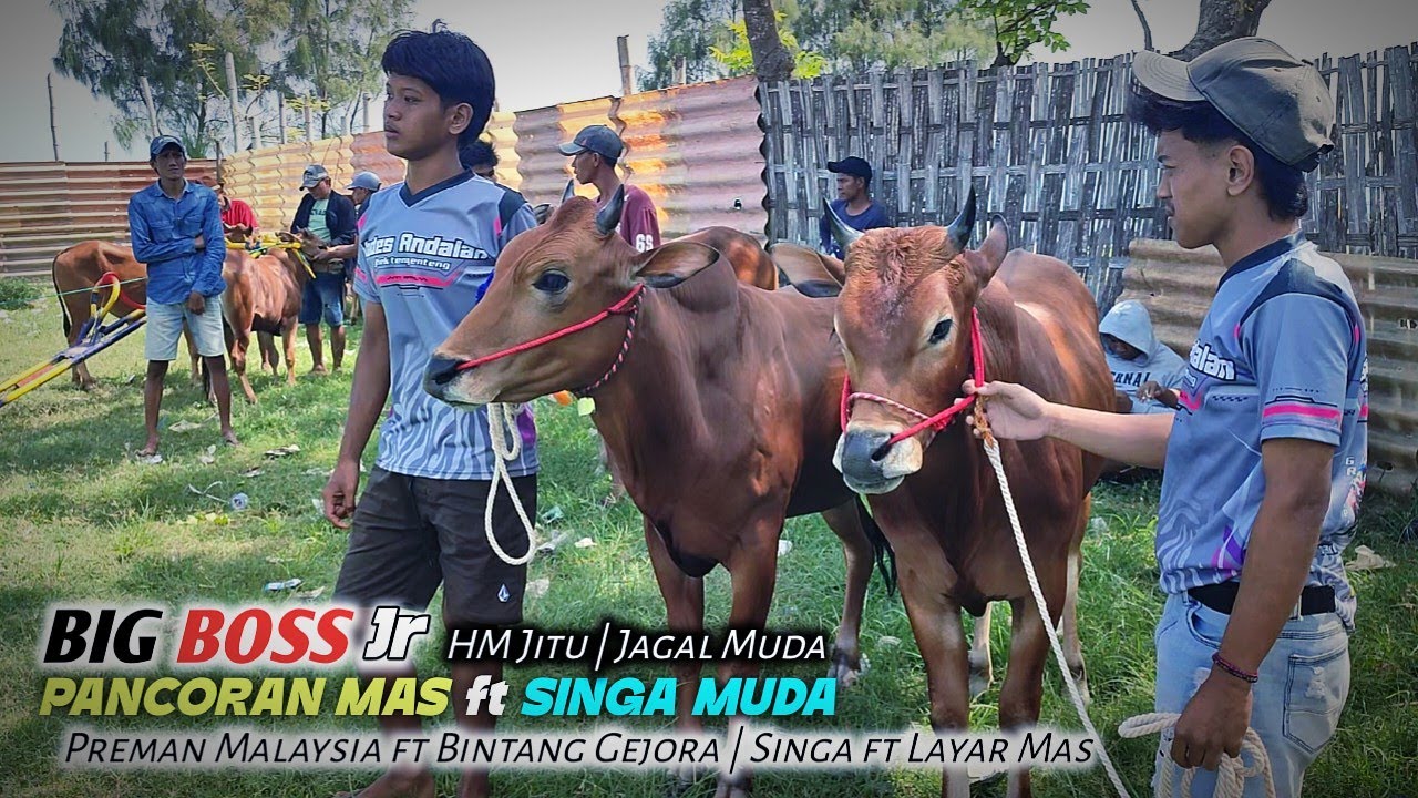 Sapi sang Jawara Kolaborasi dengan sapi Pantura di lapangan Priok Ketapang