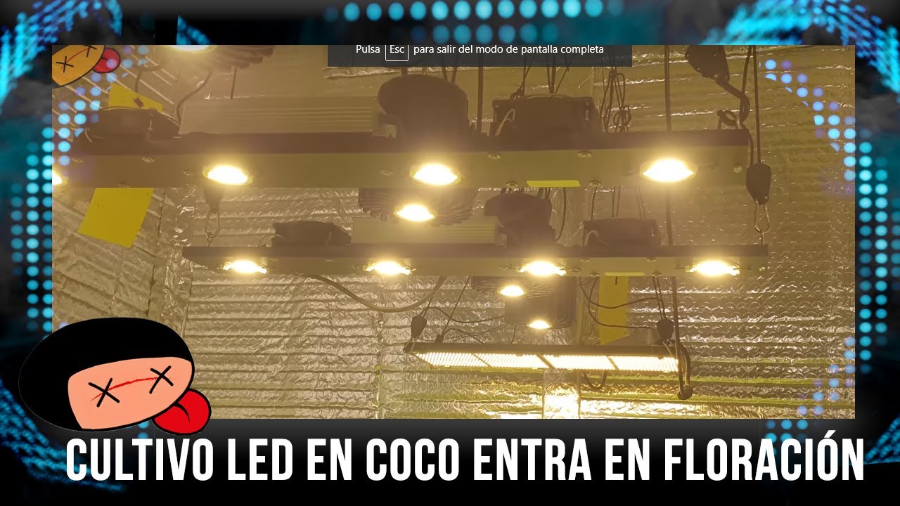 Cultivo LED en coco entra en floraci&oacute;n