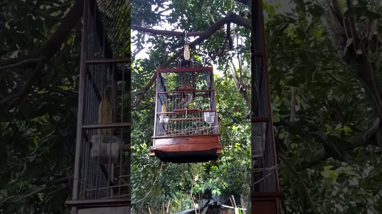 Yellow Vented Bul Bul 