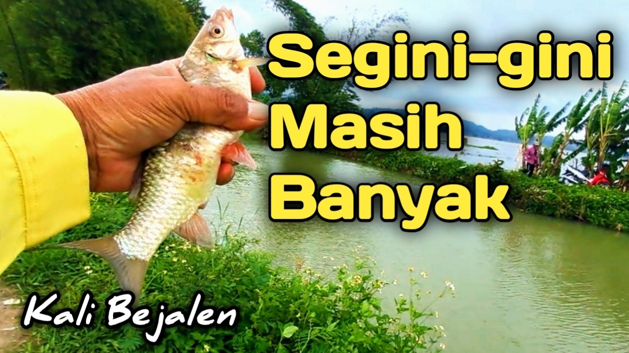 MANCING WADER IJO TERBARU//Mancing Wader ijo KALI BEJALEN//Mbah Omi Fishing