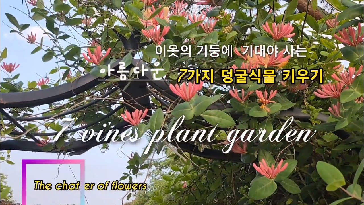 7가지 덩굴식물 키우기
