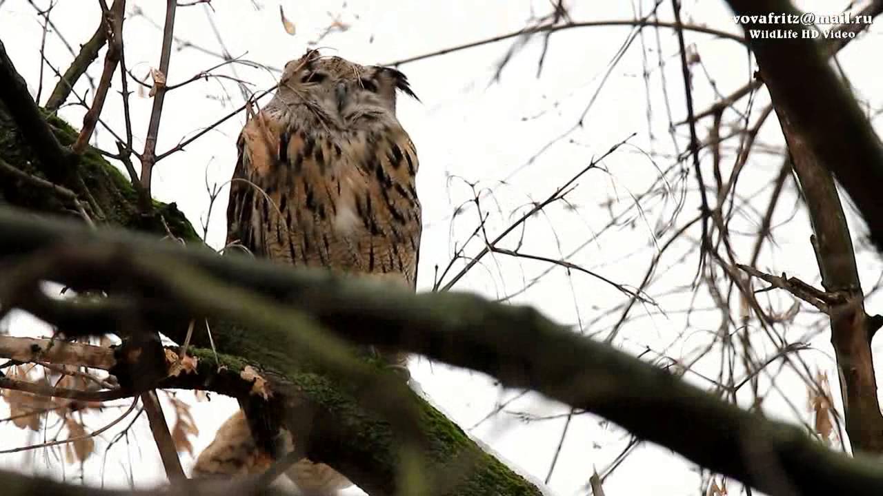 Bubo bubo Eurasian eagle owl, филин, 31 01 2015 Moscow HD