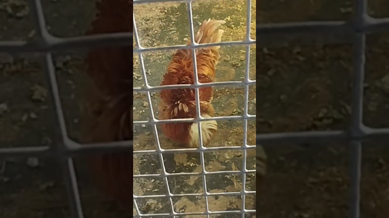 болтаю с петухом