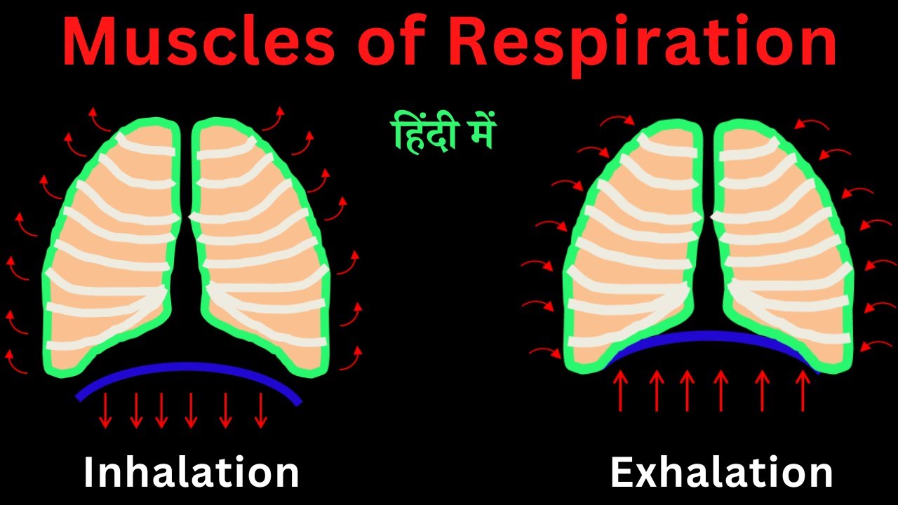 Muscles of Respiration (Breathing) | Intercostal Muscles & Diaphragm | Inhalation and Exhalation