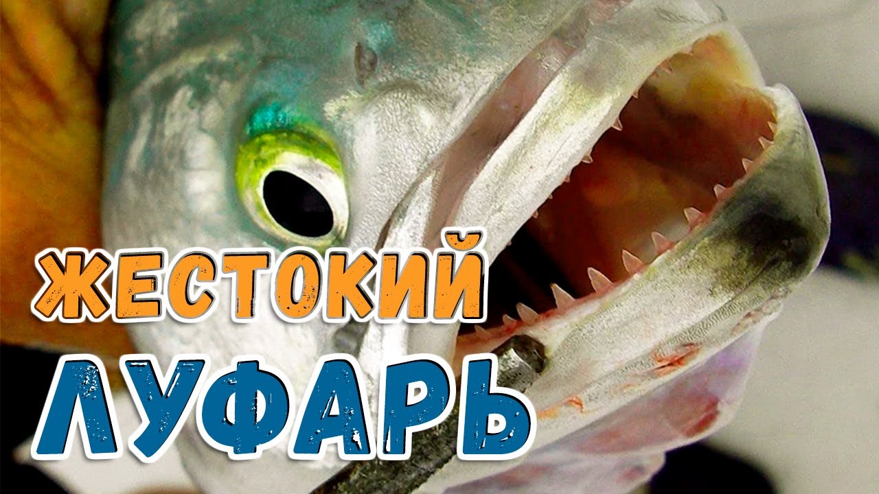 Как и где ловить ЛУФАРЯ ?