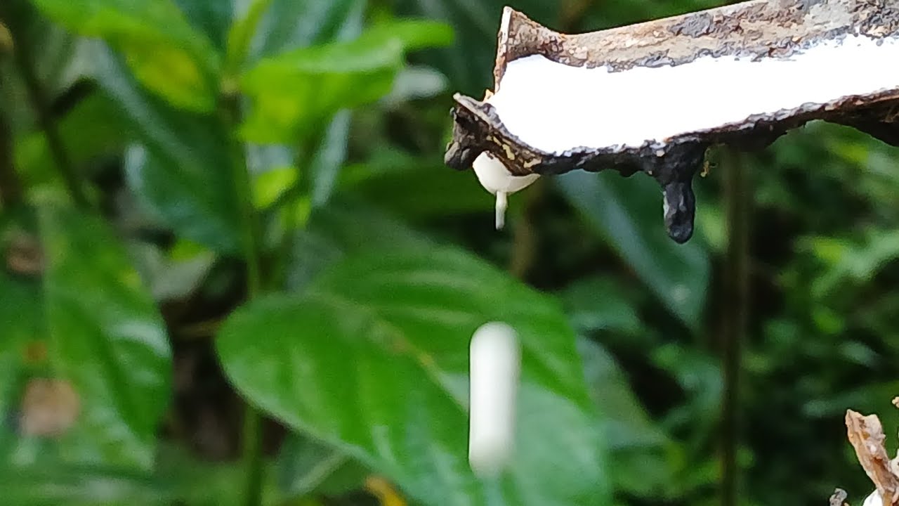 Our Rubber farm | ರಬ್ಬರ್ ತೋಟ