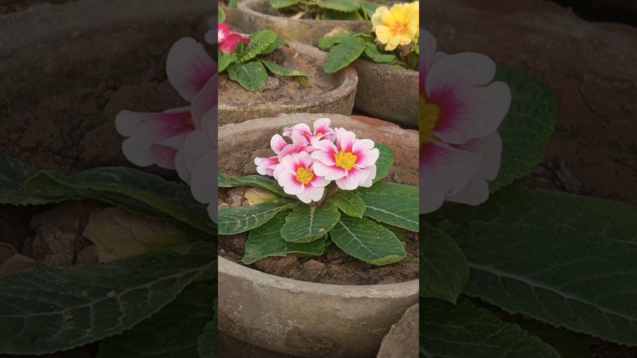 Beautiful flower