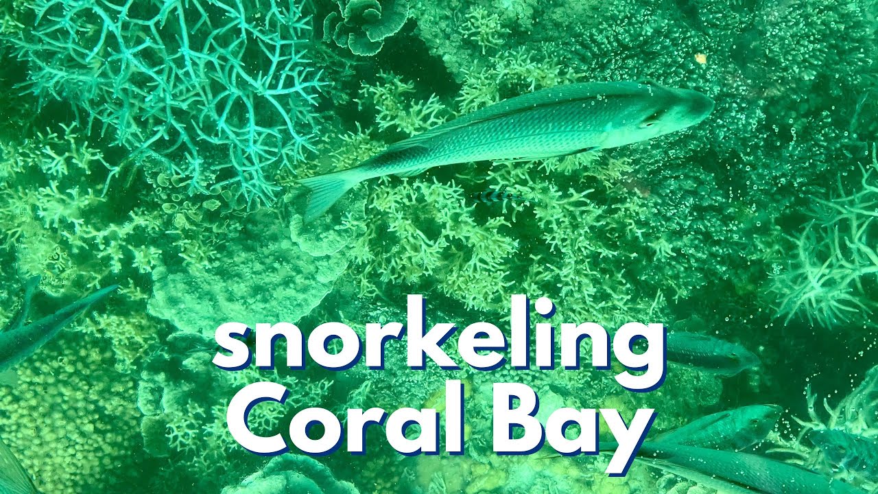 Snorkelling Right From the Beach! Coral Bay Australia