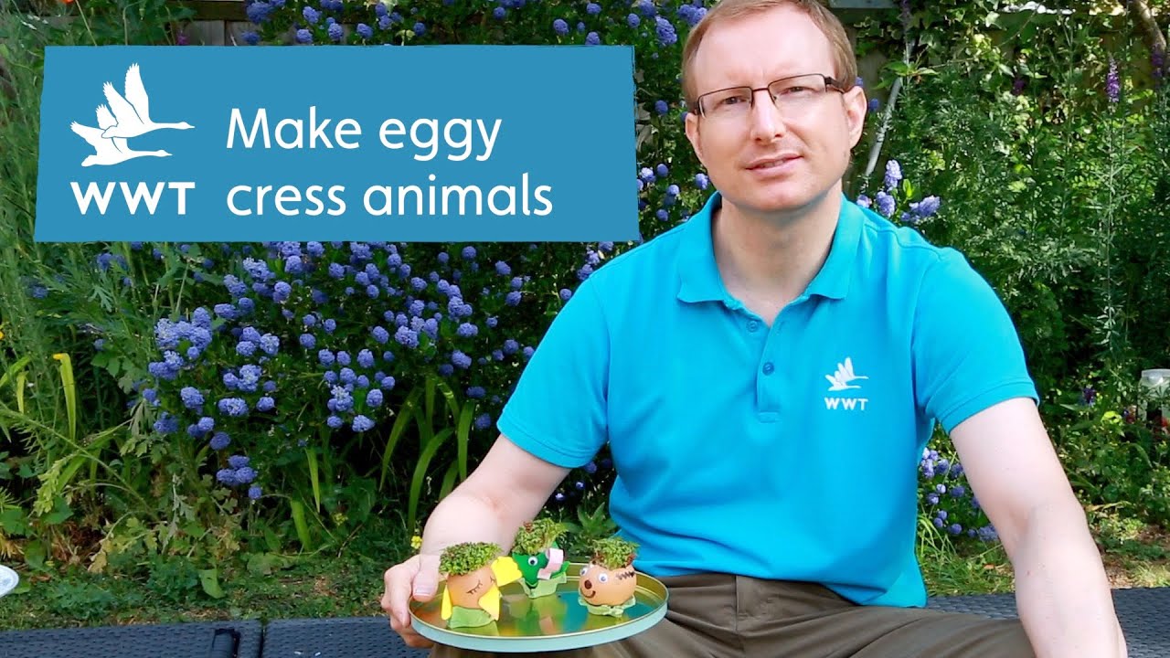 How to make your own eggy cress animals | WWT