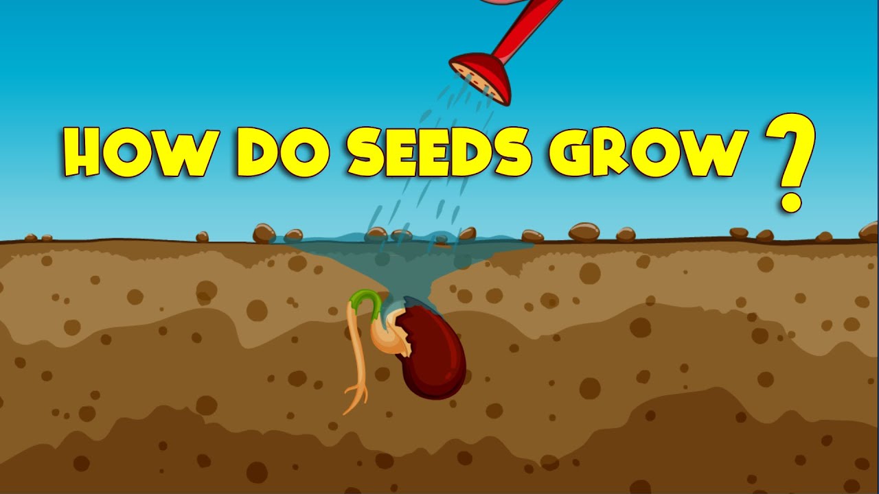 How Do Seeds Grow? | The Amazing Journey from Seed to Plant!