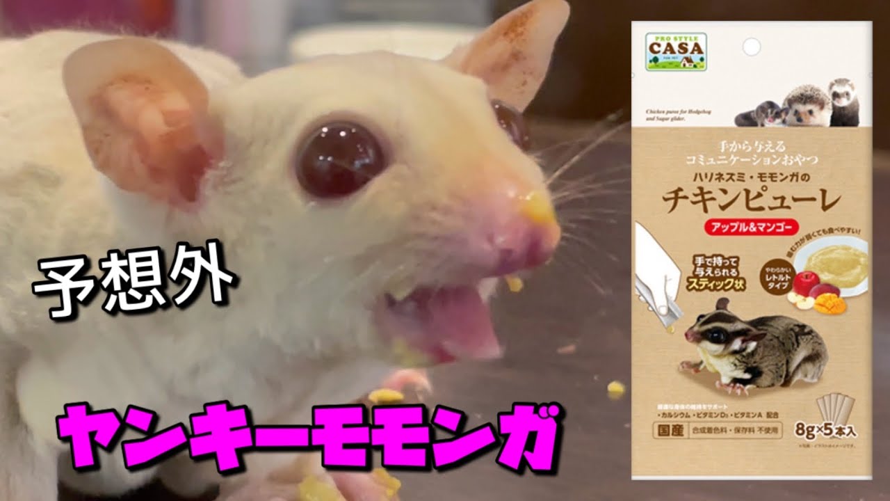 ヤンキーモモンガにチュールあげてみたら思ってたのと違った…