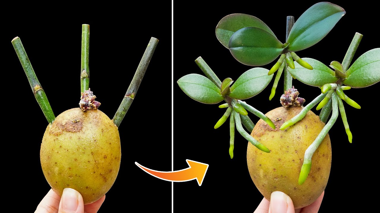 Insert dry Dendrobium orchid branches into potatoes! Suddenly every node sprouted