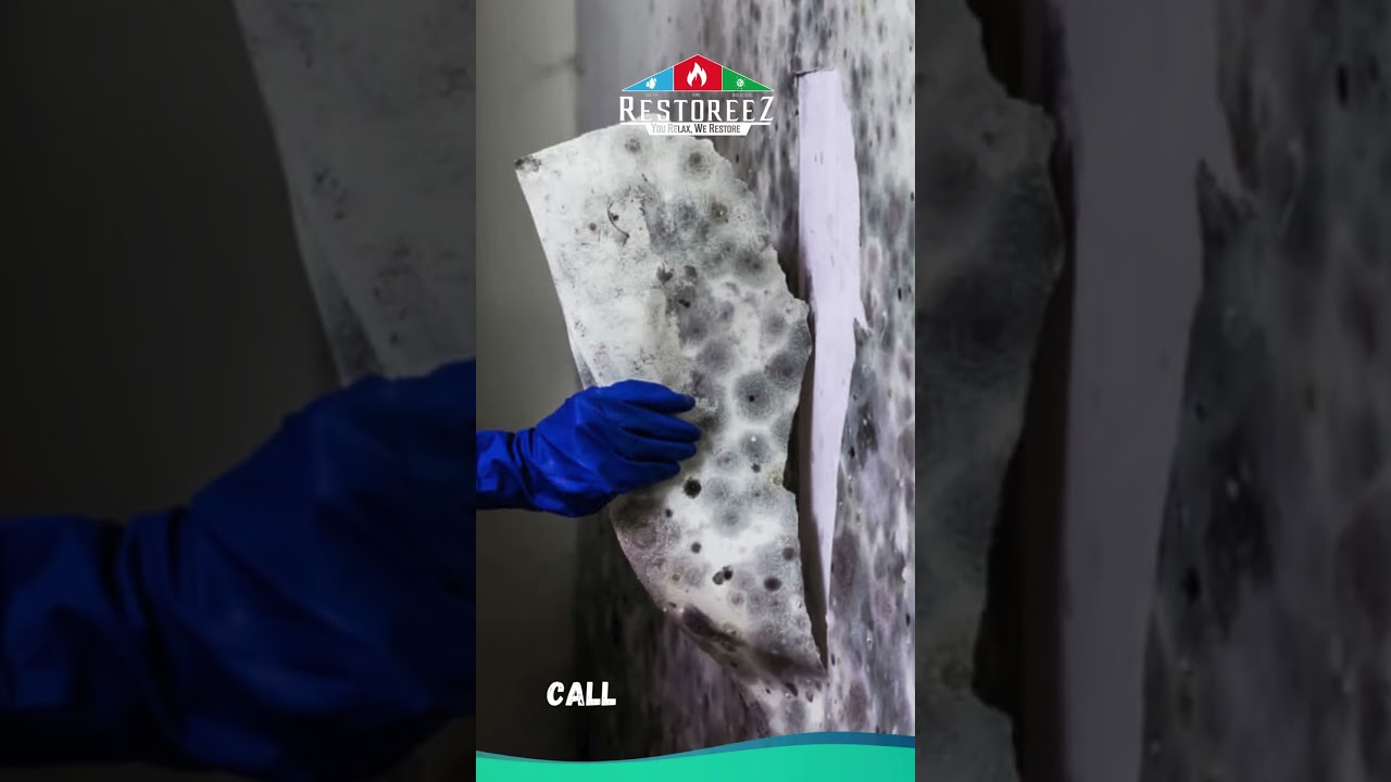 Protect Your Home with Professional Mold Inspection in Tampa, FL this February! #moldremoval