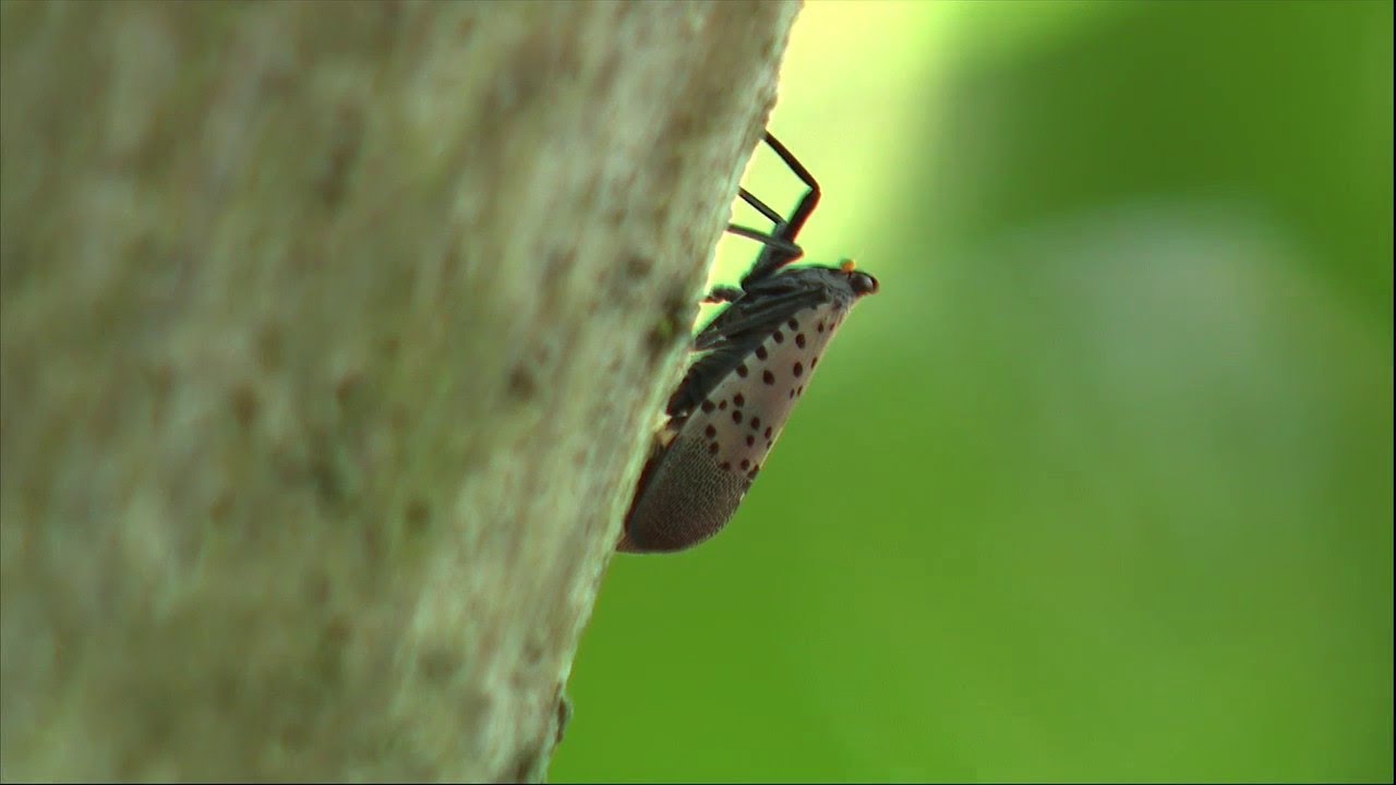SQUISH THEM! Marylanders asked to kill invasive spotted lanternfly
